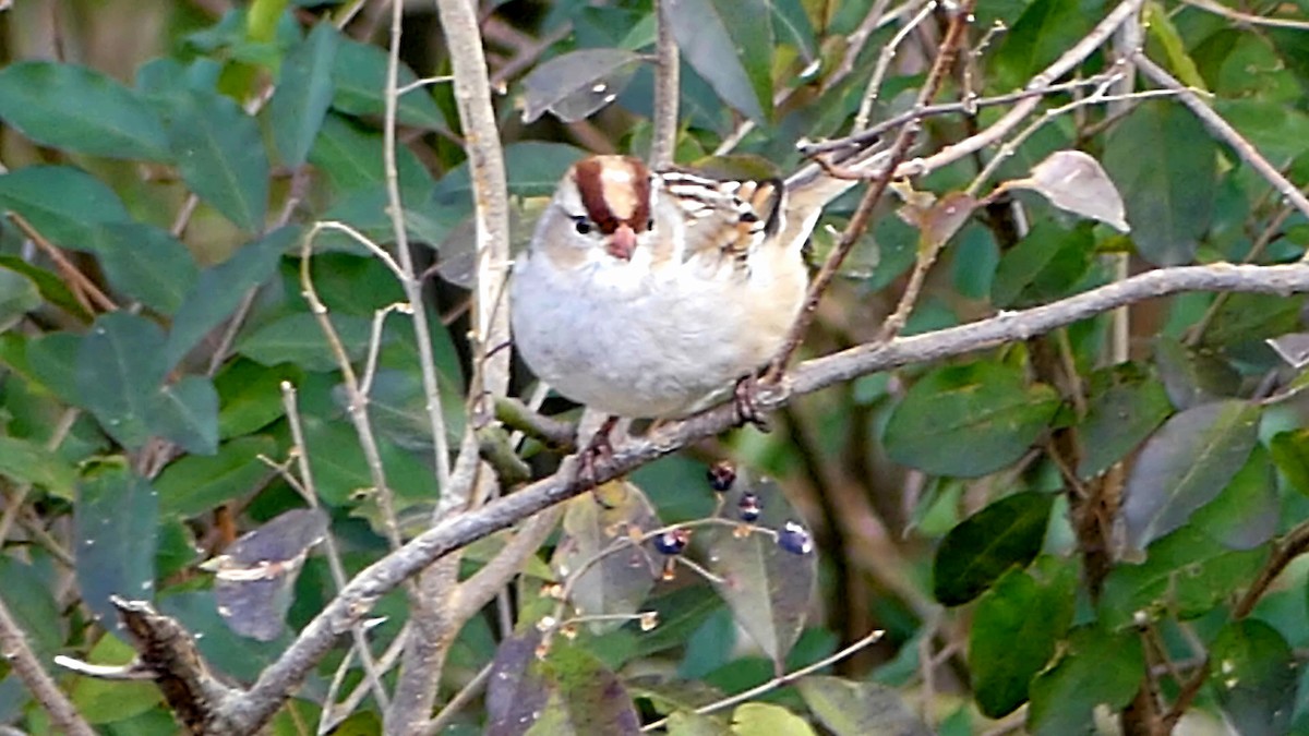 strnadec bělopásý - ML647107940