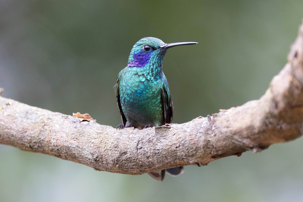 Lesser Violetear (Andean) - ML647107941