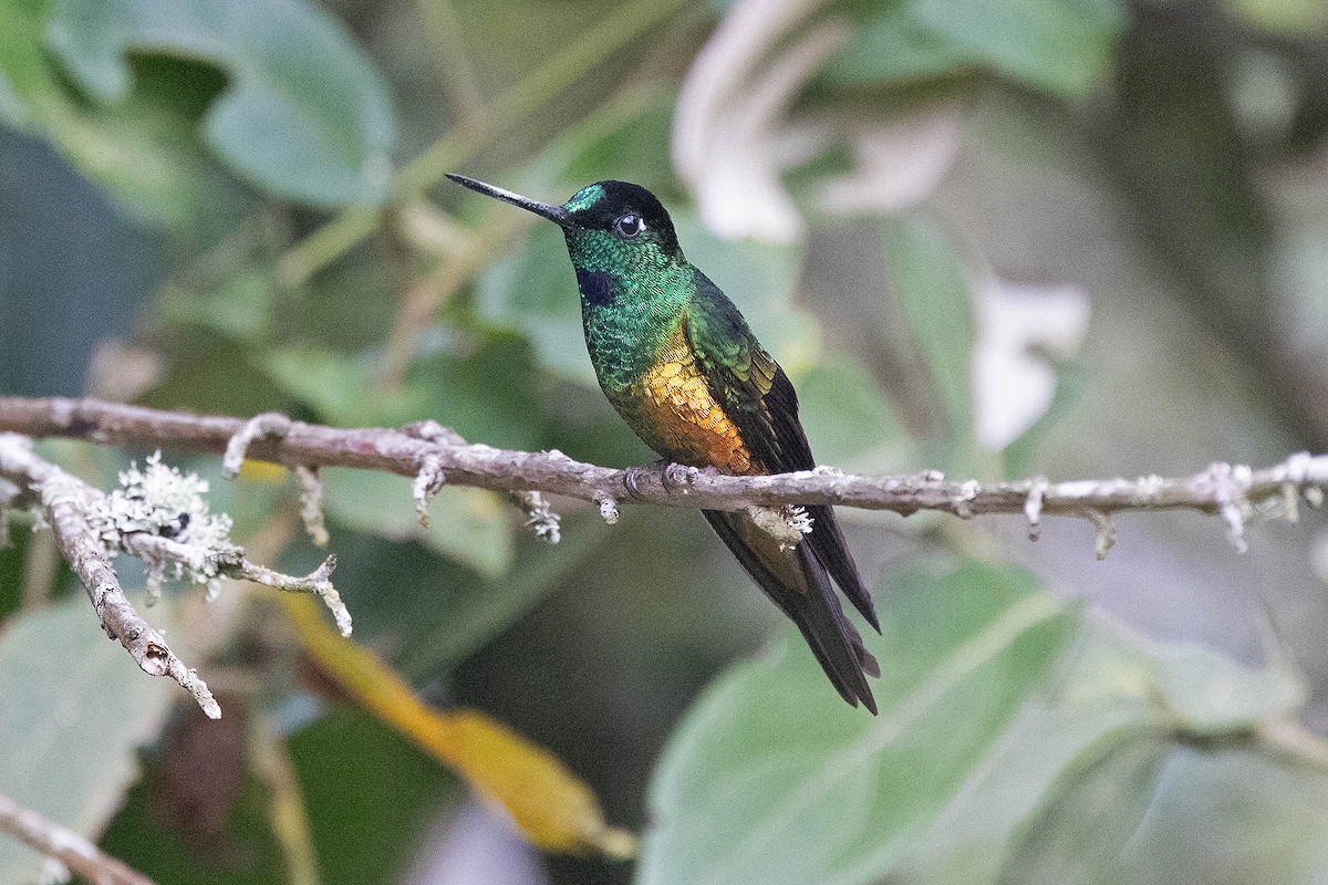 Golden-bellied Starfrontlet - ML647107959