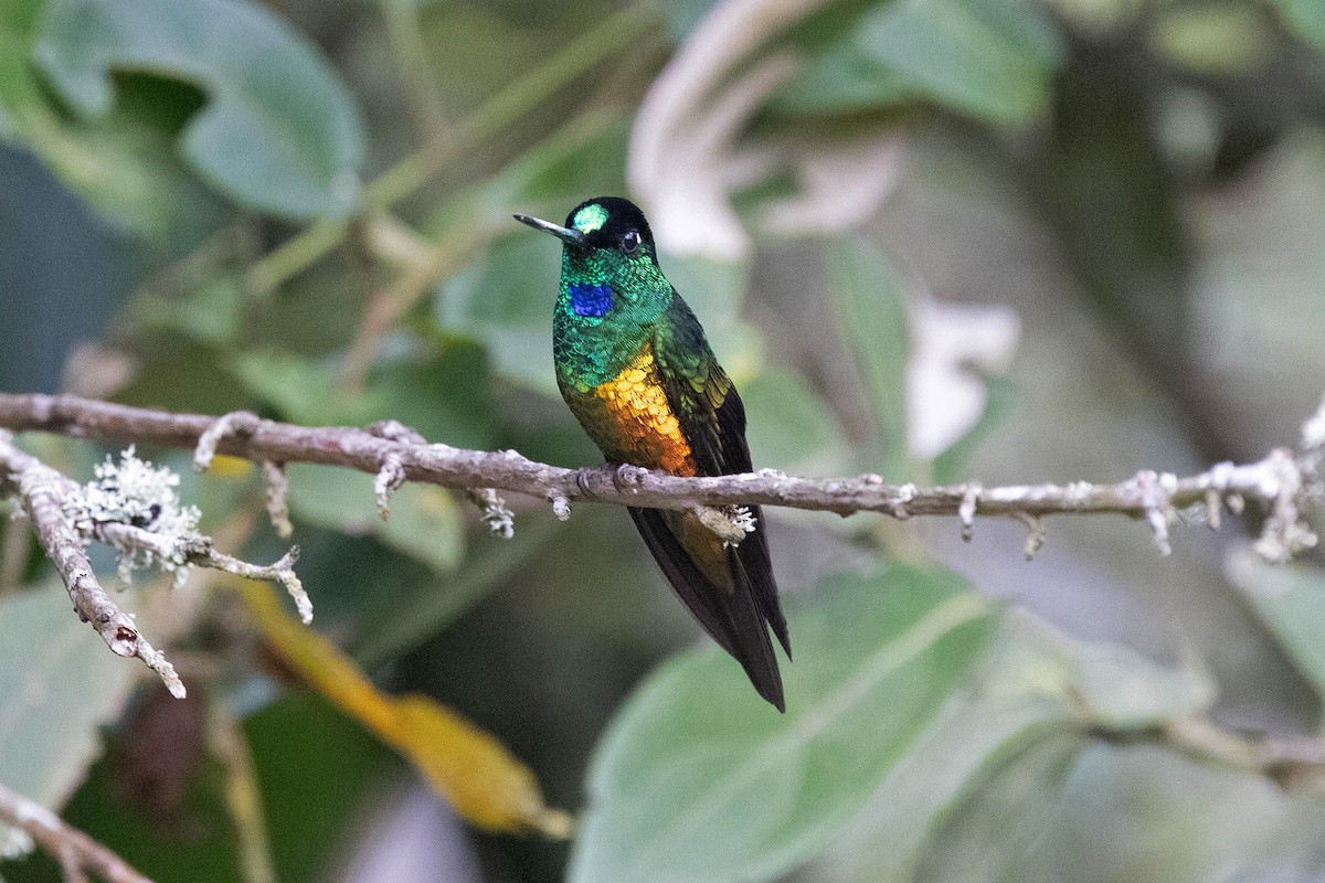 Golden-bellied Starfrontlet - ML647107965