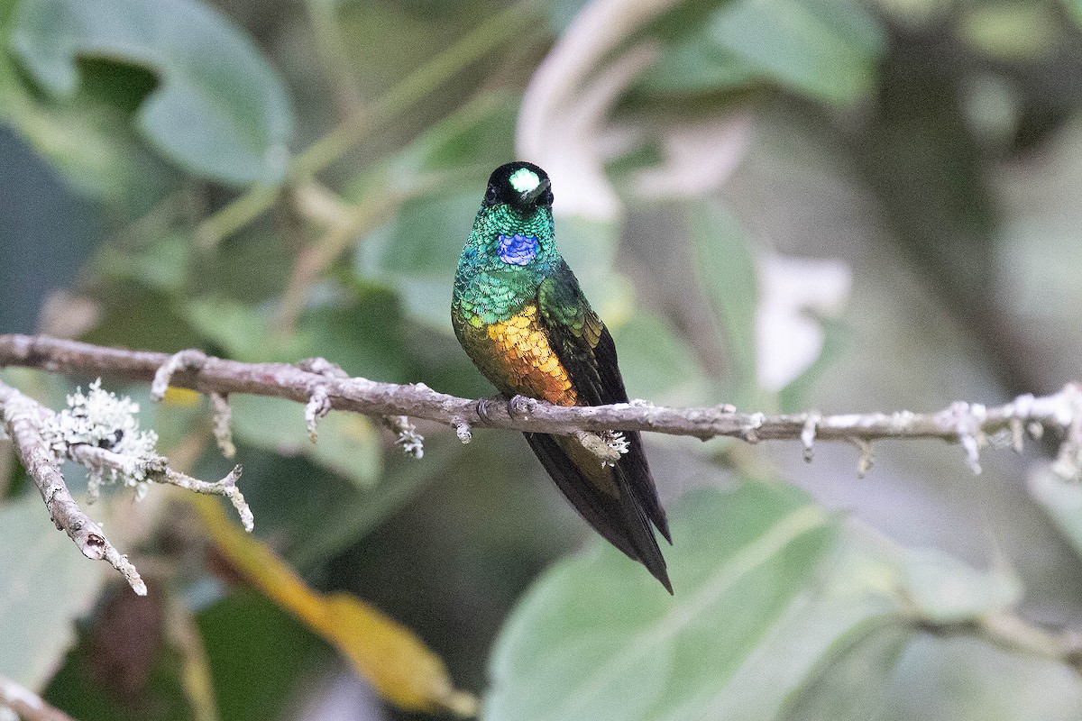 Golden-bellied Starfrontlet - ML647107968