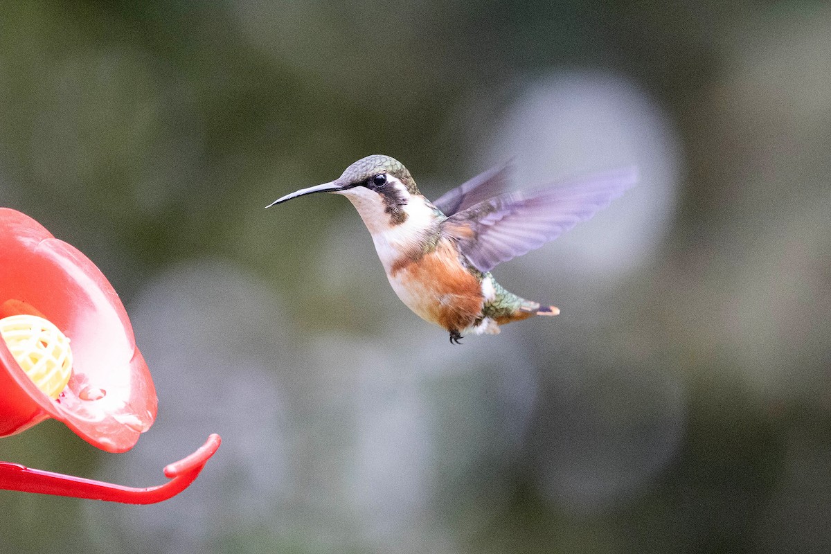 White-bellied Woodstar - ML647107973