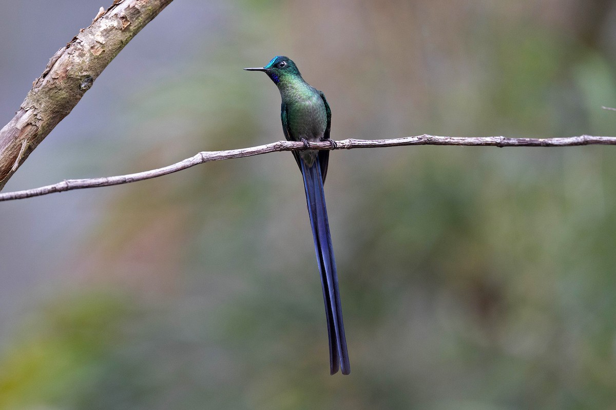 Long-tailed Sylph - ML647107978