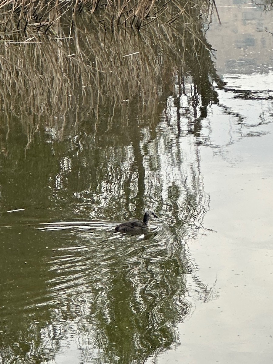 White-winged Coot - ML647107979