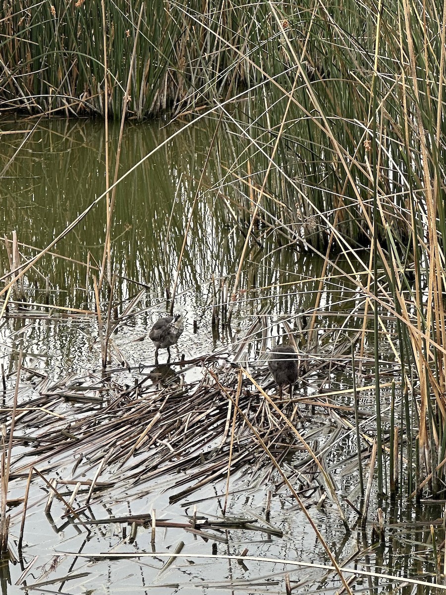White-winged Coot - ML647107980