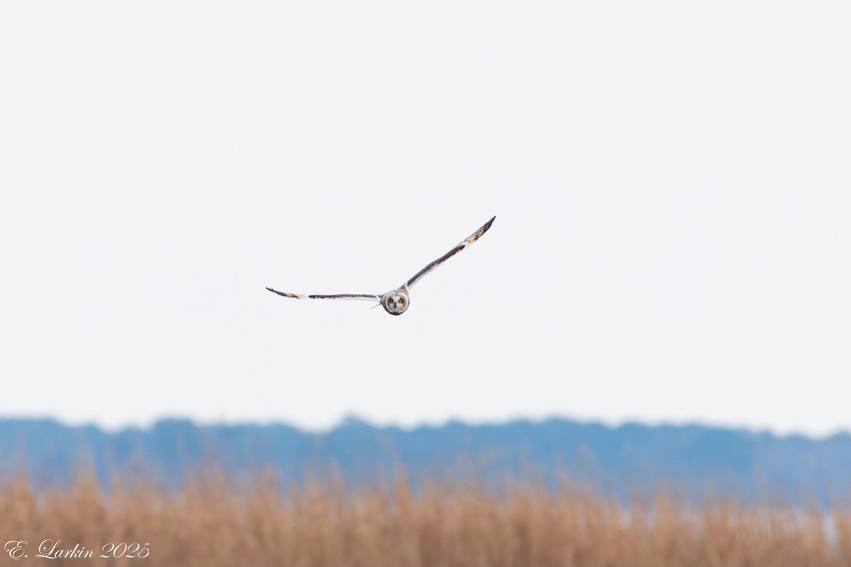 Zingira-hontza - ML647107983