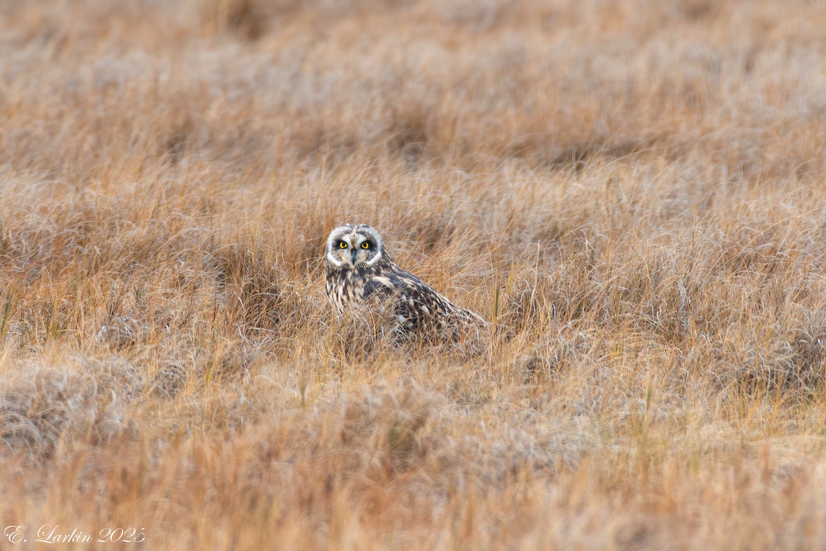 Zingira-hontza - ML647107984