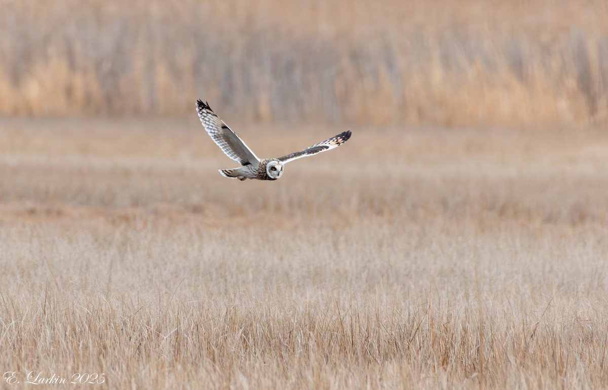 Zingira-hontza - ML647107985