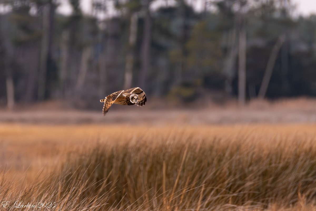 Zingira-hontza - ML647107986