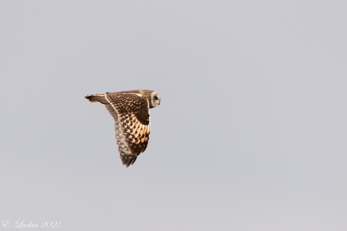 Zingira-hontza - ML647107987