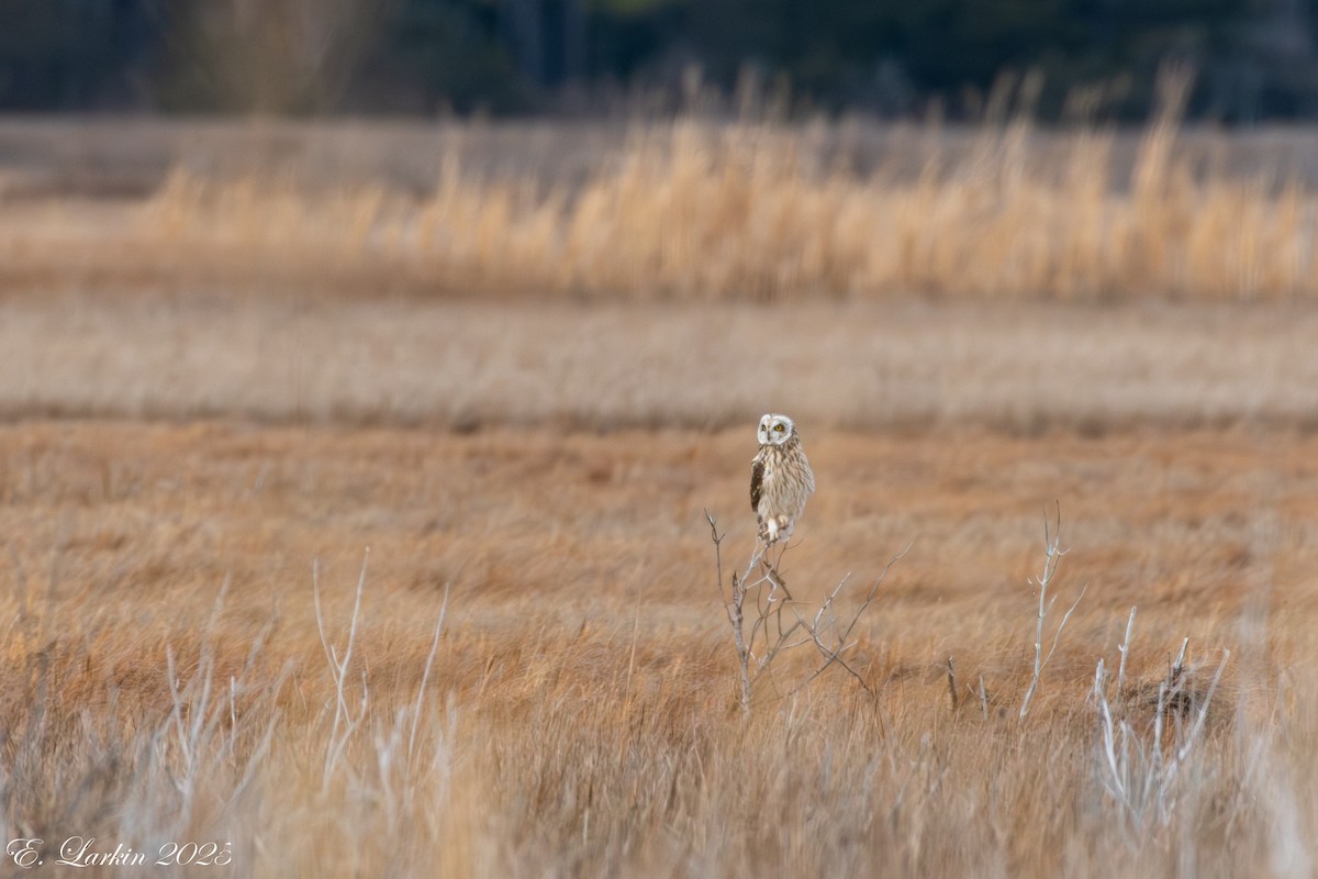 Zingira-hontza - ML647107988