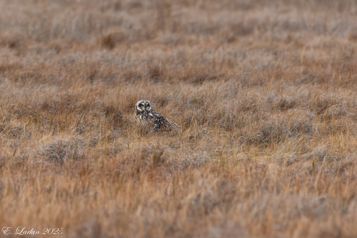 Zingira-hontza - ML647107989