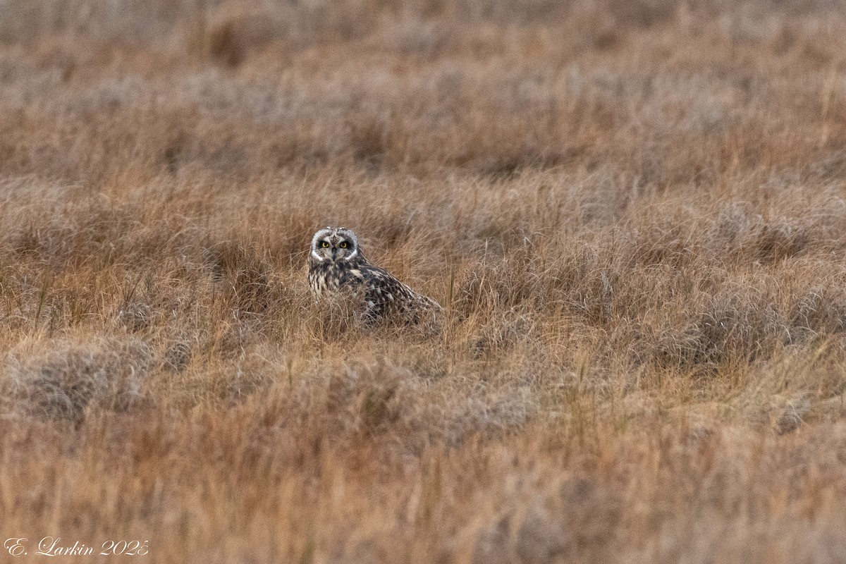 Zingira-hontza - ML647107990