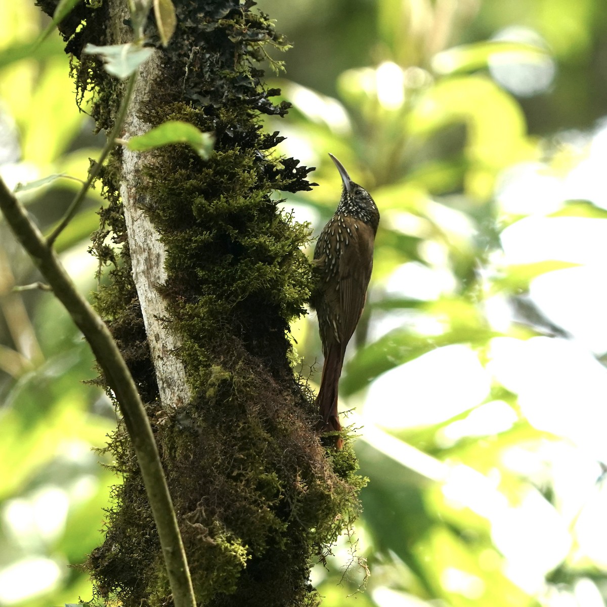 Dağ Tırmaşık - ML647107991