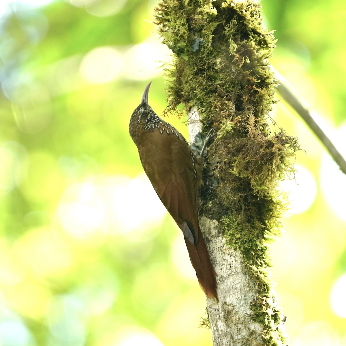 Dağ Tırmaşık - ML647107992