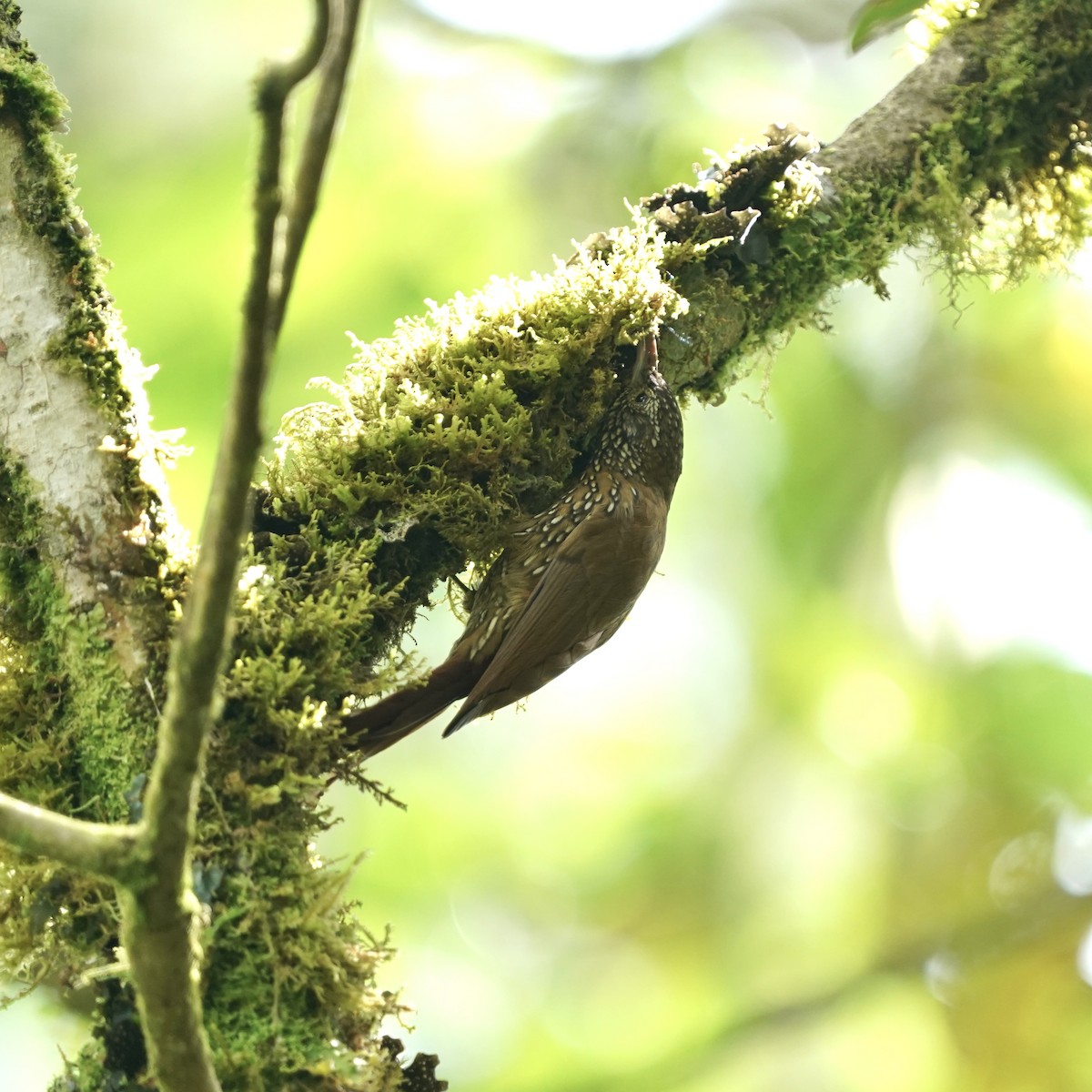 Dağ Tırmaşık - ML647107993