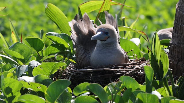 Сула червононога - ML647107995