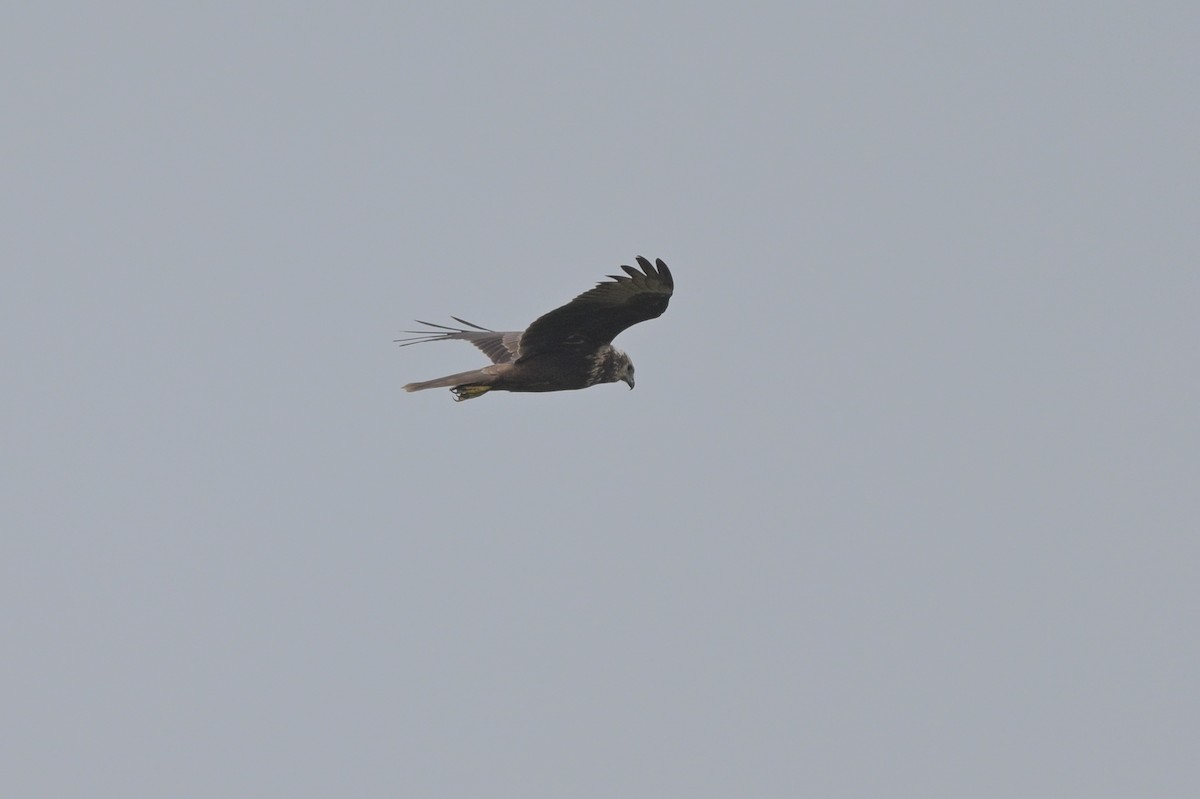 Eastern Marsh Harrier - ML647107996