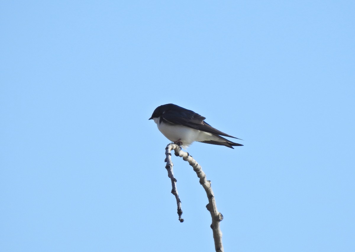 Tree Swallow - ML647107998