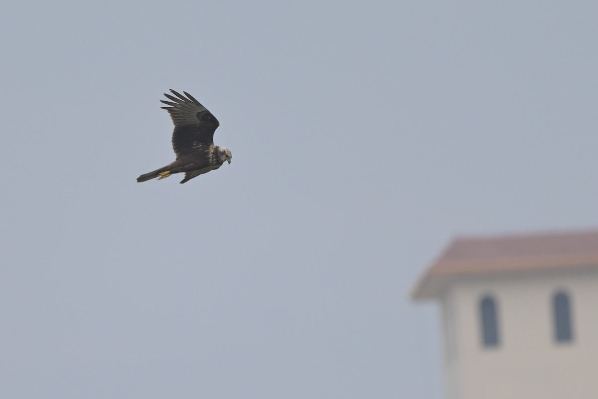 Eastern Marsh Harrier - ML647107999