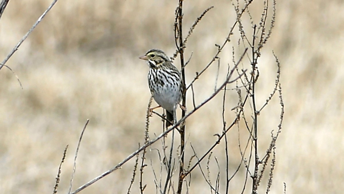 strnadec luční - ML647108000