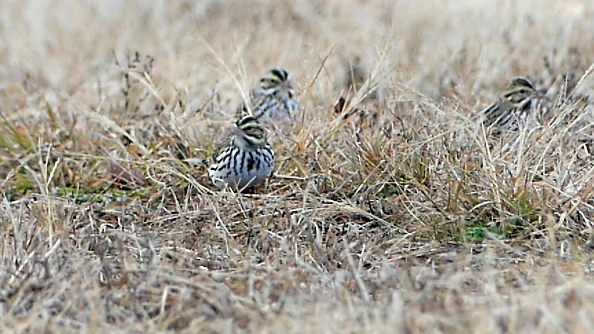 strnadec luční - ML647108001