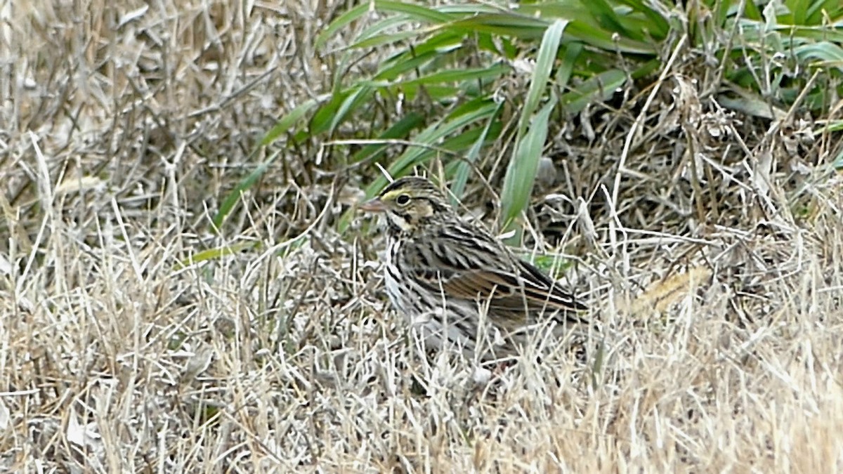 strnadec luční - ML647108002