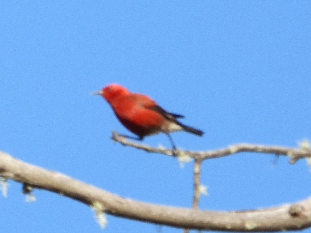 Apapane - ML647108004