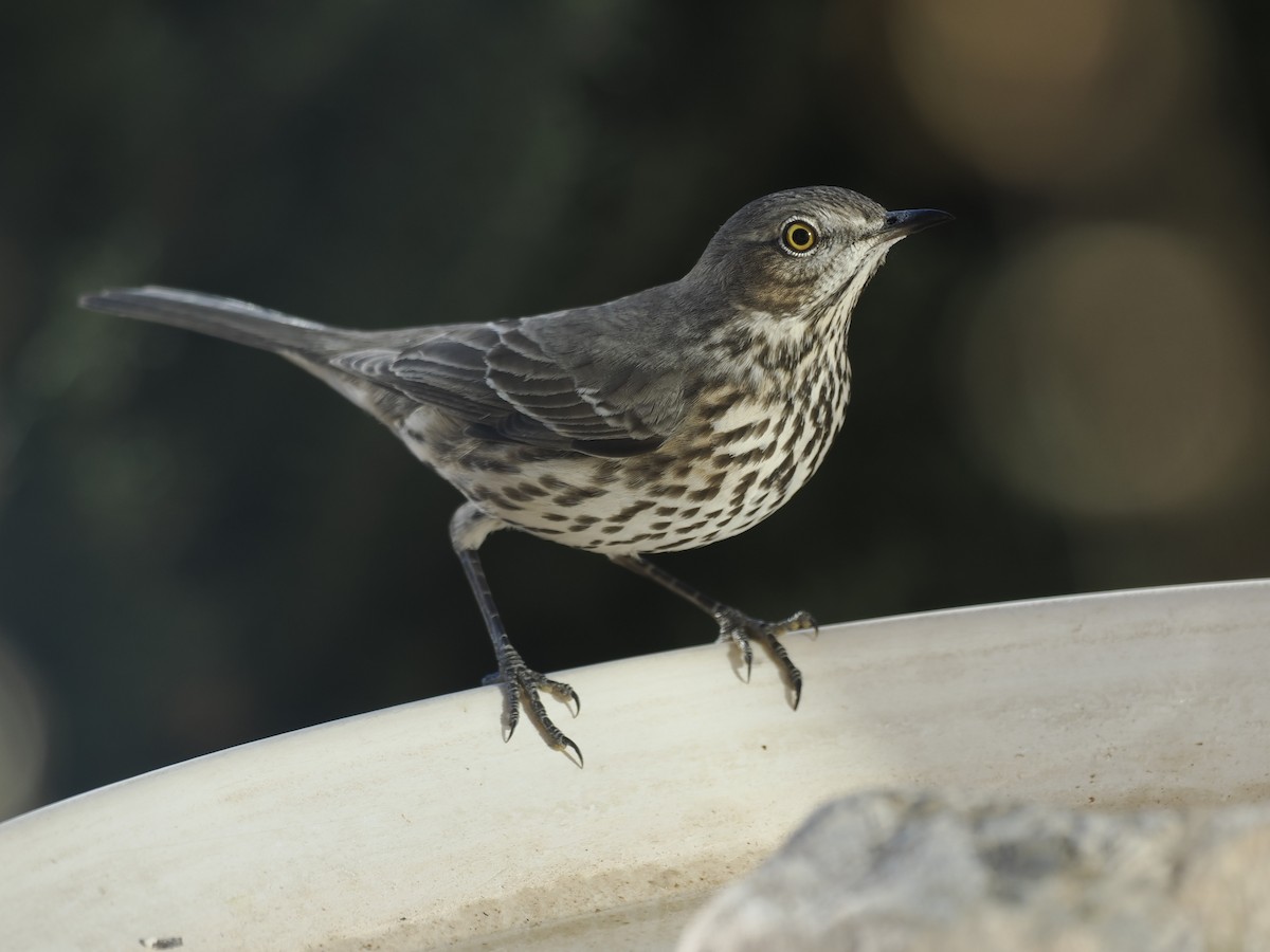 Sage Thrasher - ML647108006
