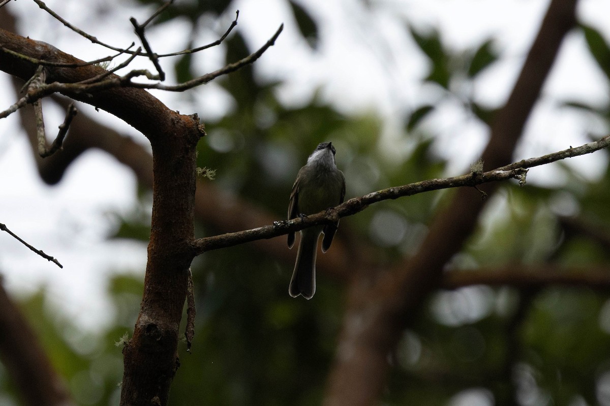White-throated Tyrannulet - ML647108009