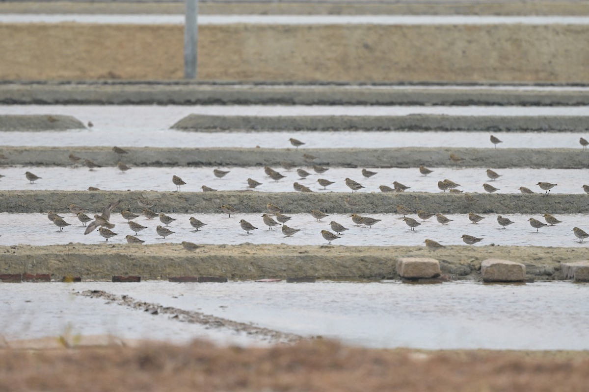 Pacific Golden-Plover - ML647108012