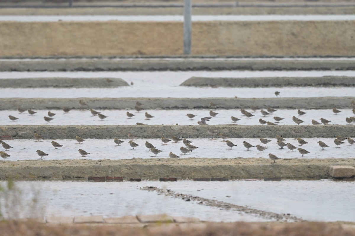 Pacific Golden-Plover - ML647108013