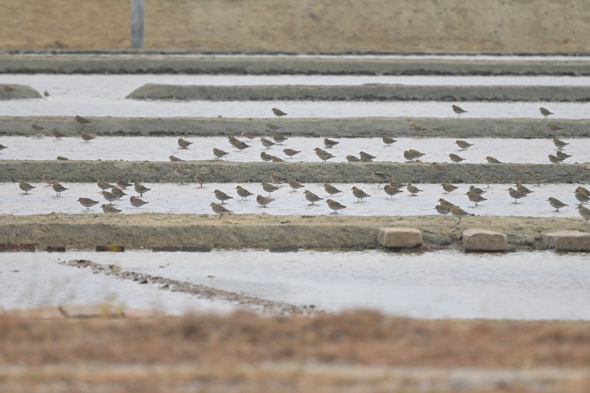 Pacific Golden-Plover - ML647108014