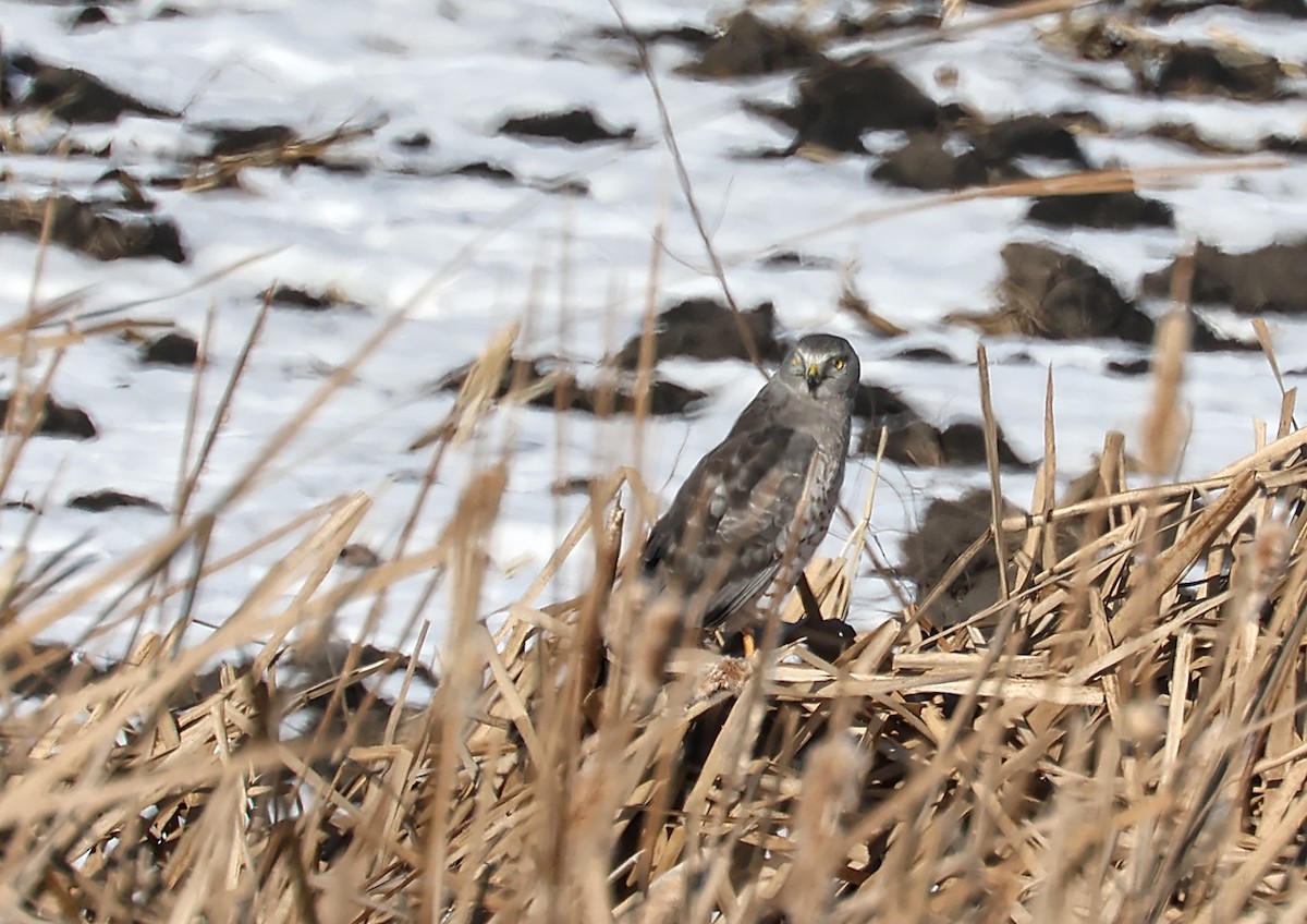 Hudsonweihe - ML647108022