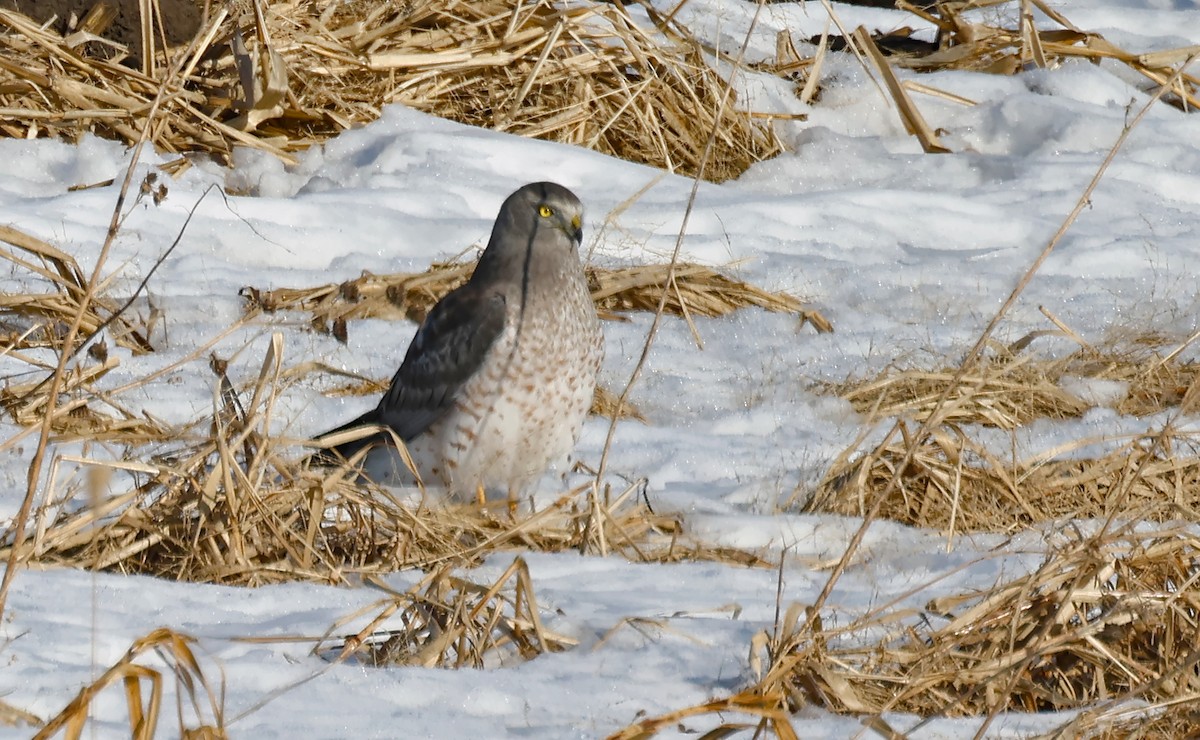 Hudsonweihe - ML647108023