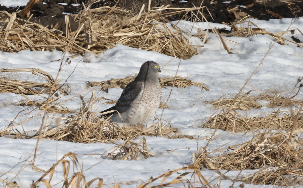 Hudsonweihe - ML647108025