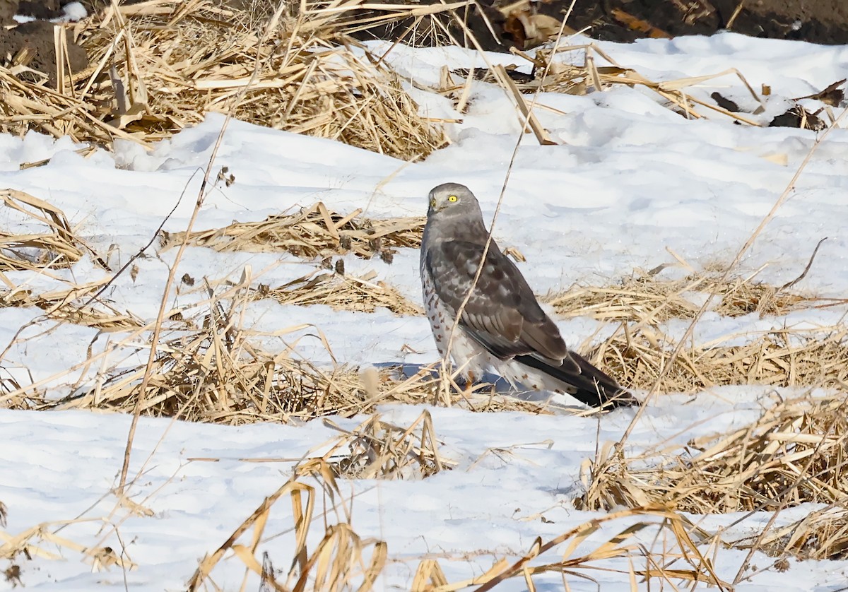 Hudsonweihe - ML647108026