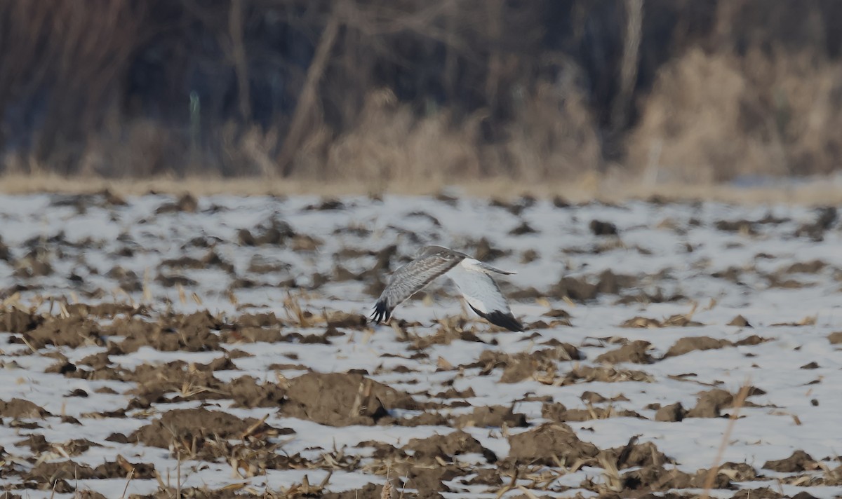 Hudsonweihe - ML647108027