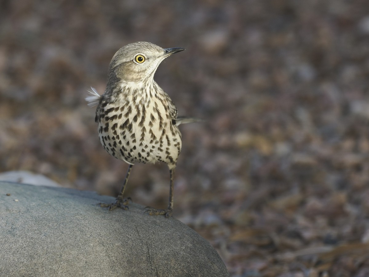 Sage Thrasher - ML647108034