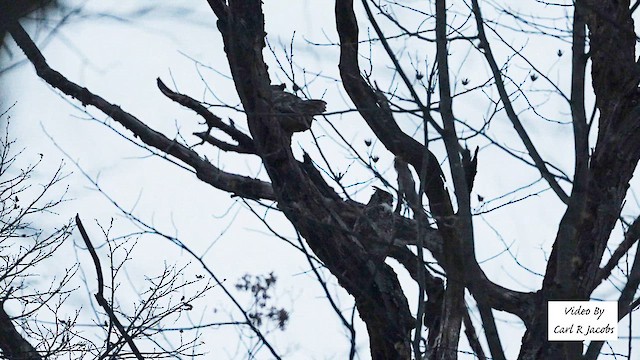 amerikahubro - ML647108038