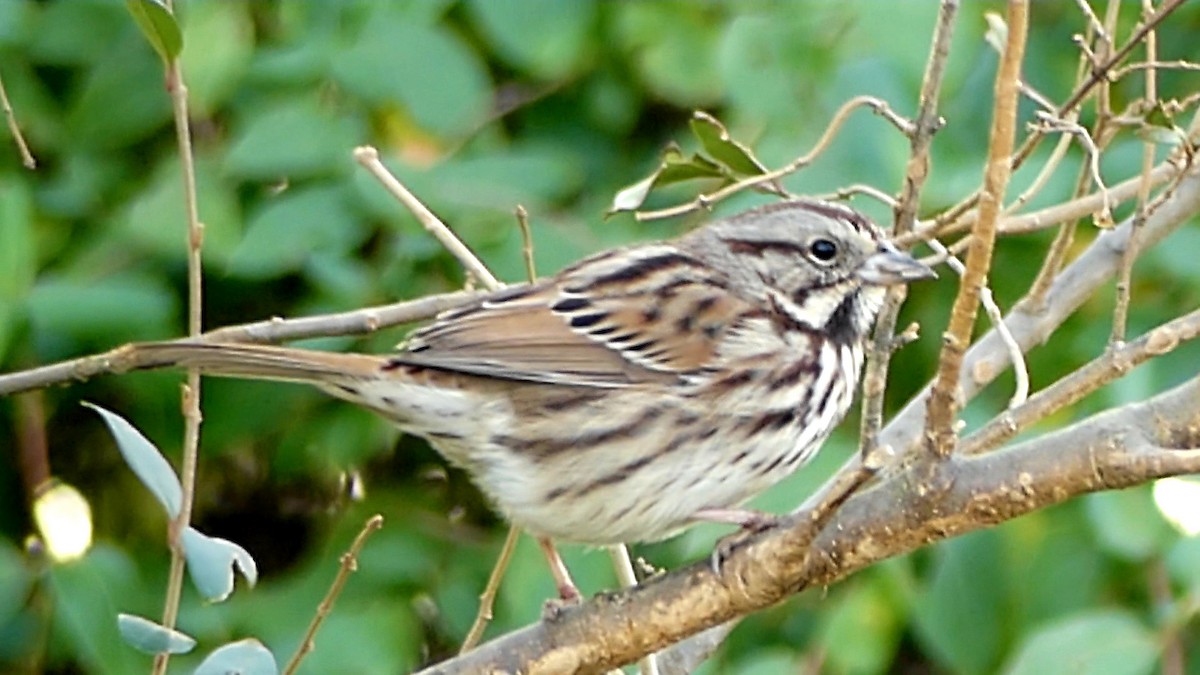 strnadec zpěvný - ML647108039