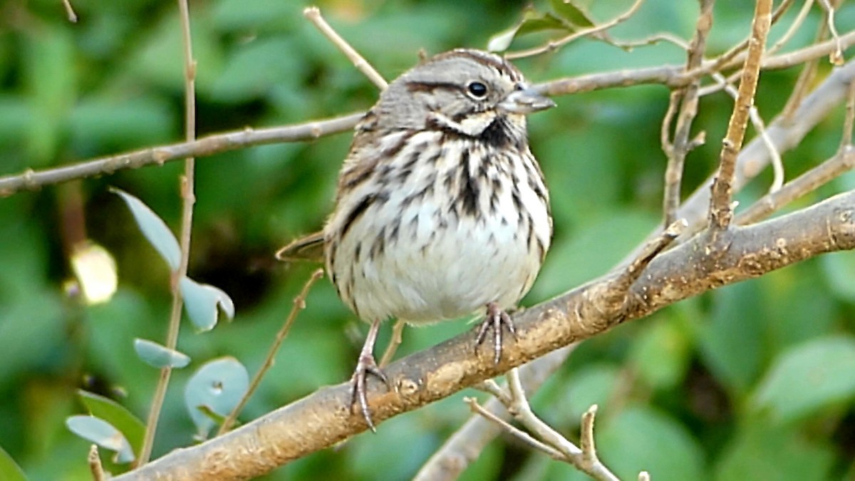 strnadec zpěvný - ML647108040