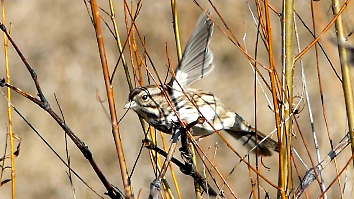 strnadec zpěvný - ML647108041