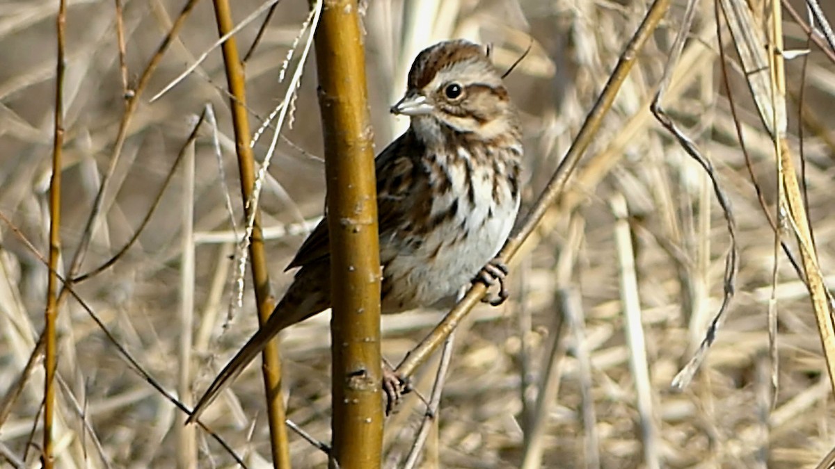 strnadec zpěvný - ML647108042