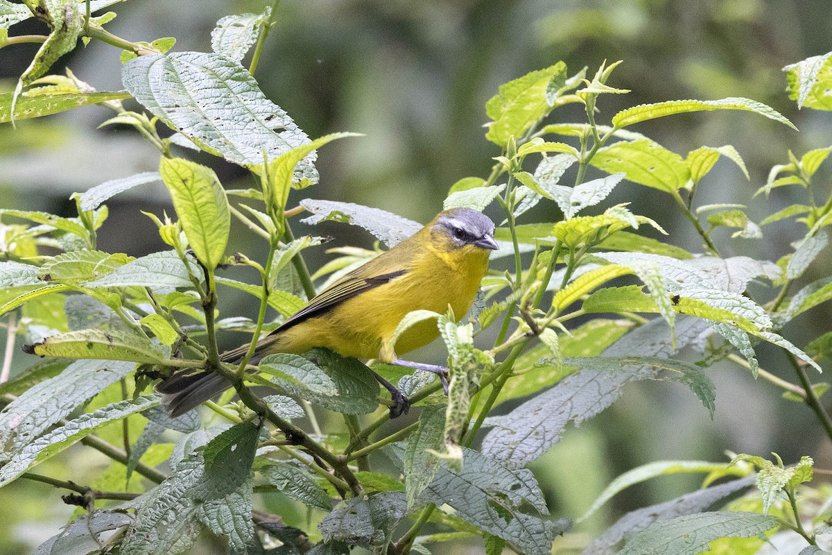 Superciliaried Hemispingus (Superciliaried) - ML647108043