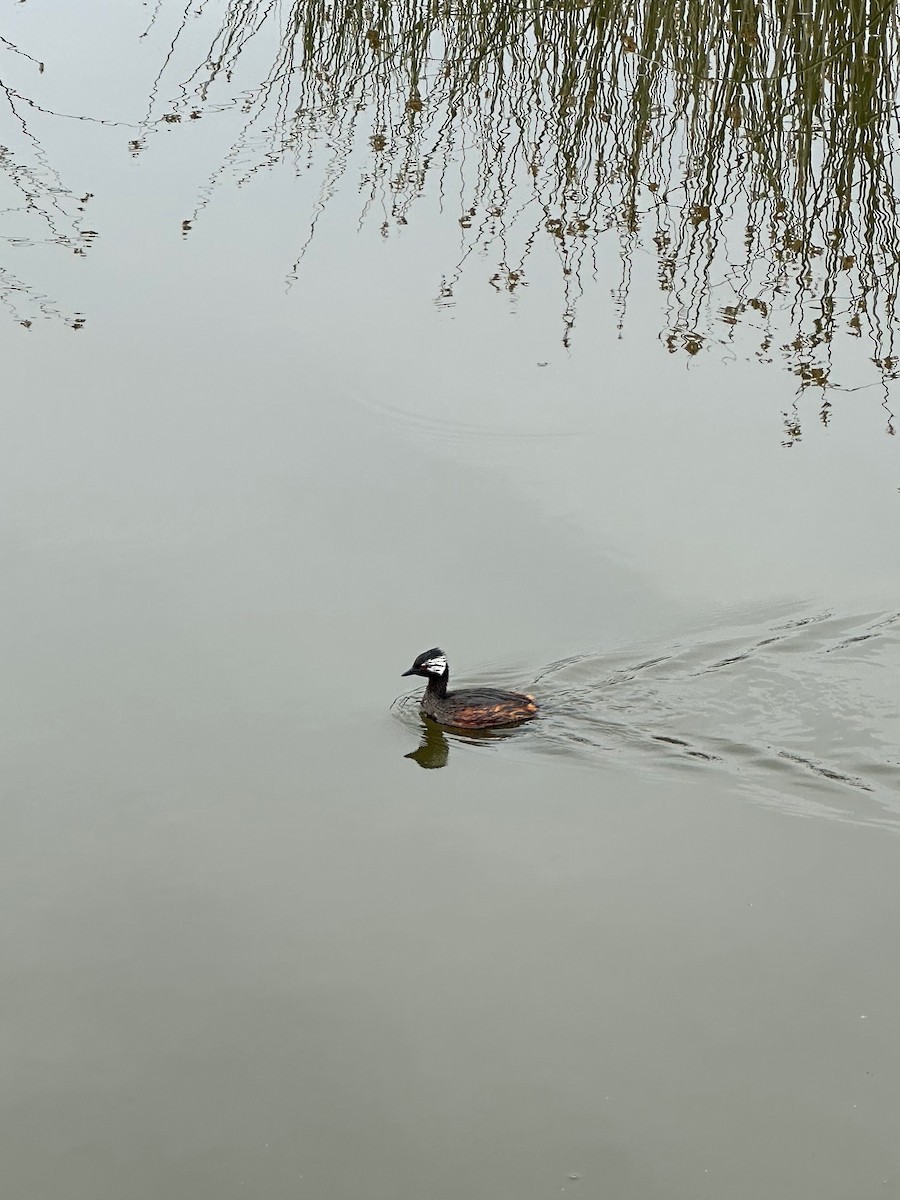 White-tufted Grebe - ML647108044