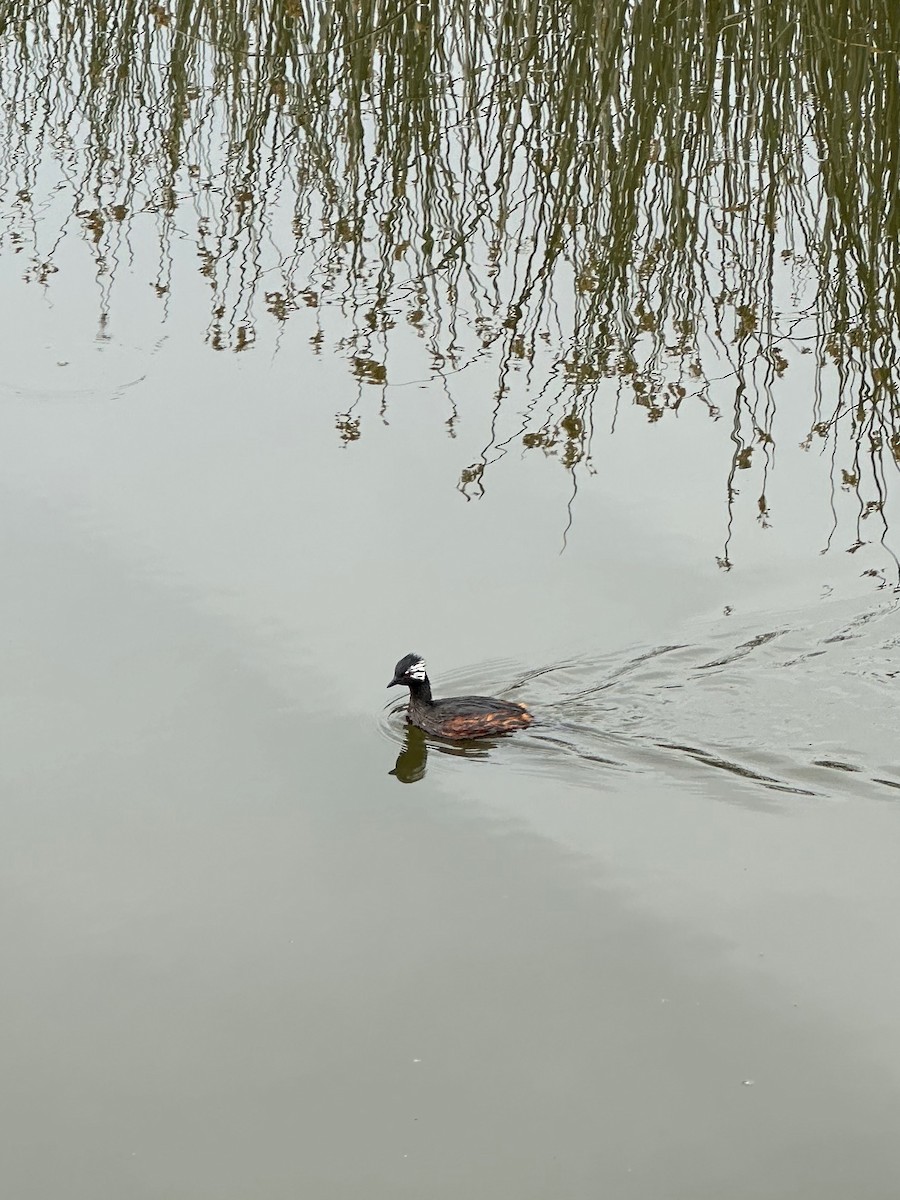 White-tufted Grebe - ML647108045