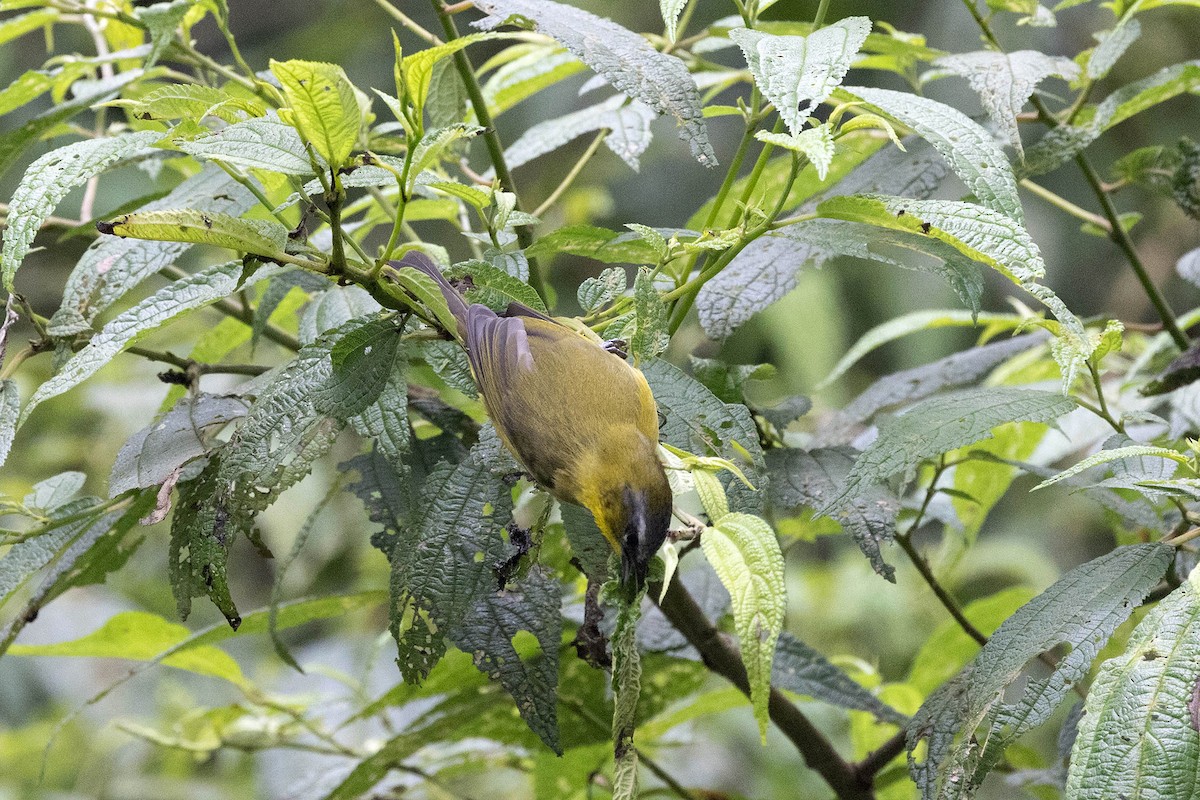 Superciliaried Hemispingus (Superciliaried) - ML647108048