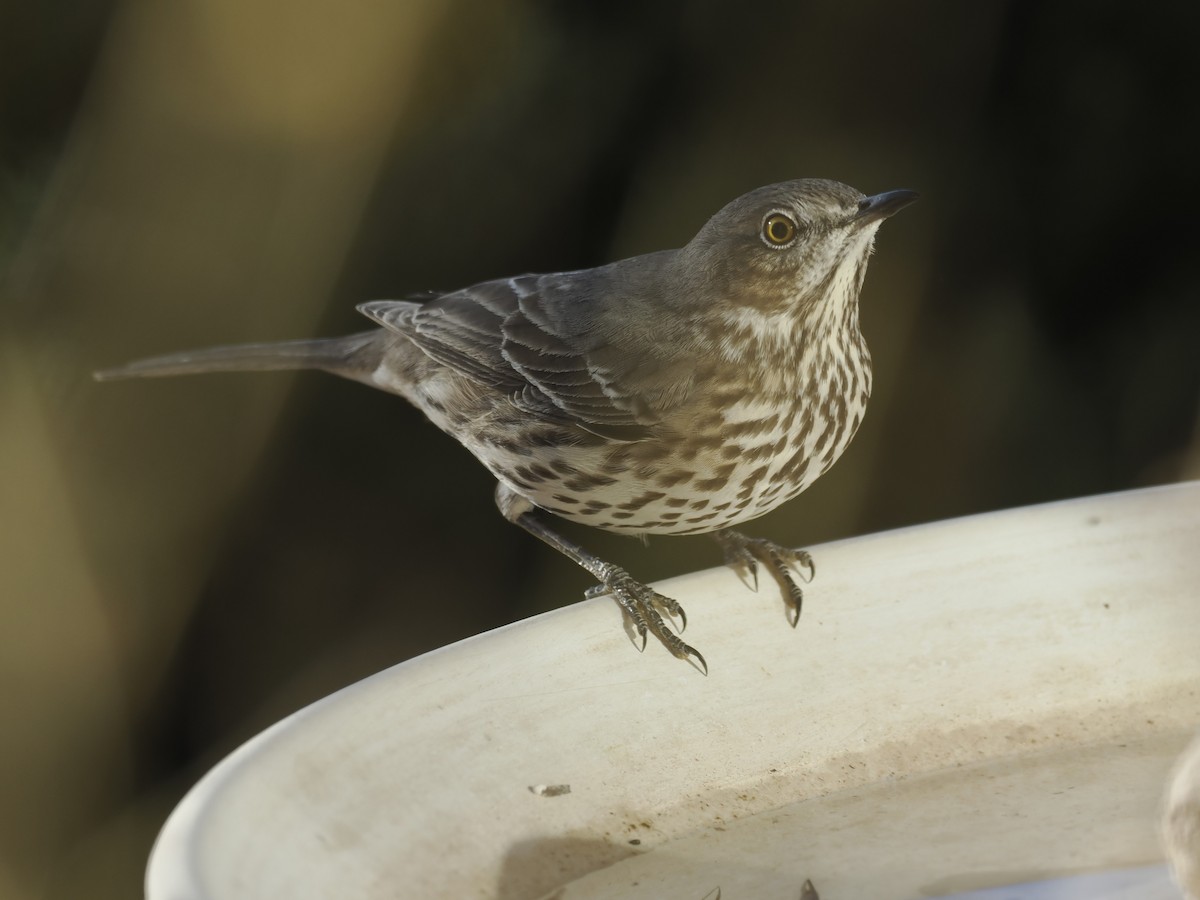 Sage Thrasher - ML647108052