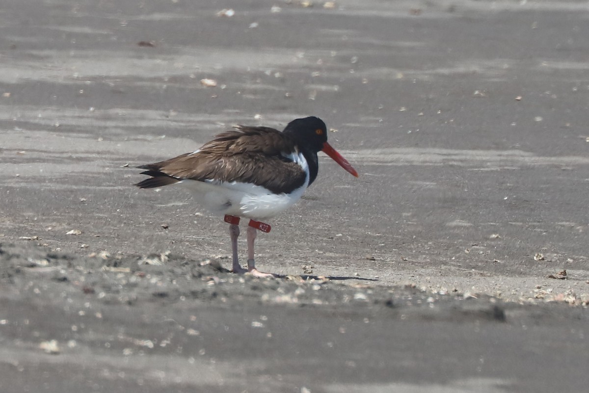 American Oystercatcher - ML647108053